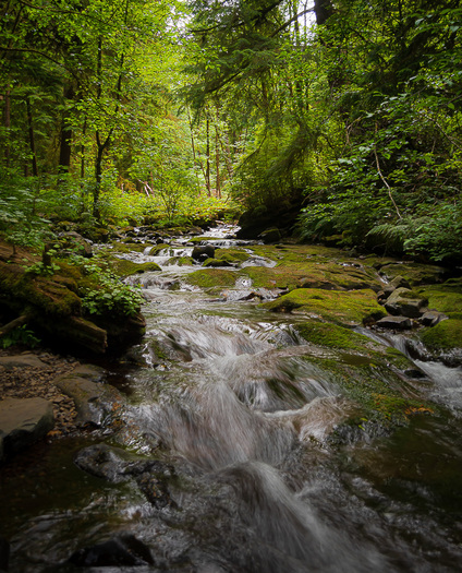 creek through forest