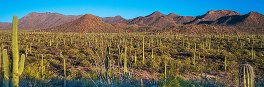valley filled with cactus plants