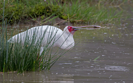 African Spoonbill with a Fish