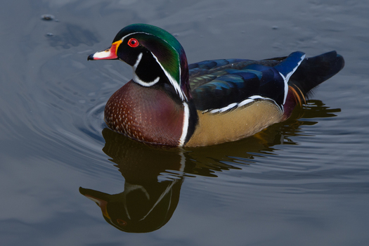 Wood Duck