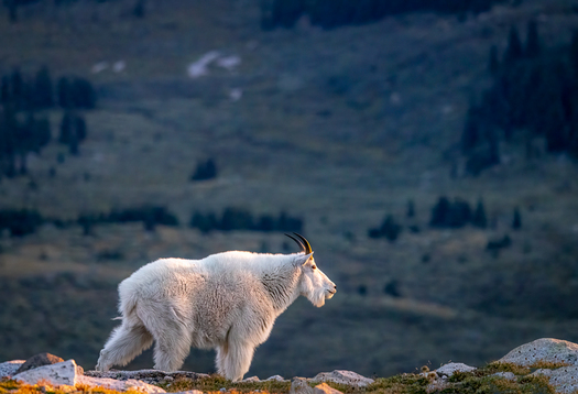 Mountain Goat