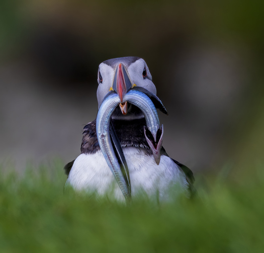 Puffin with a Fish