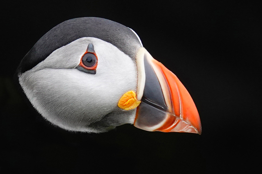 Atlantic Puffin Portrait