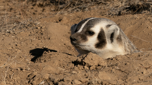 Badger Peering from Burrow