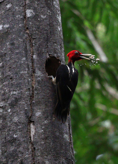 Pale-billed Woodpecker