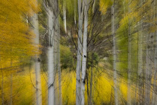Aspen Trees with Special Effects