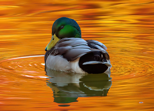 Mallard with Autumn Reflection