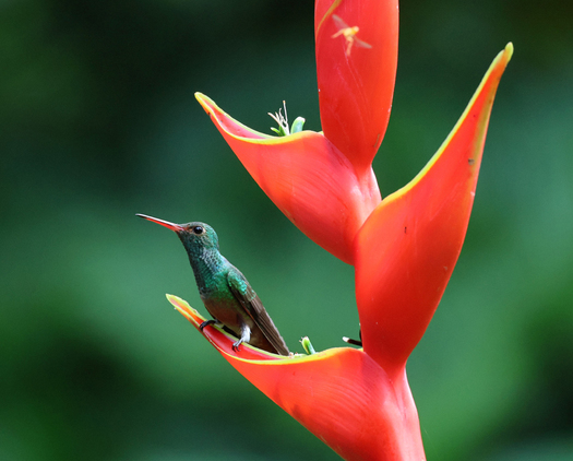 Hummingbird on Flower