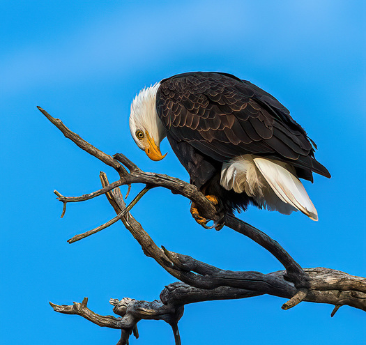 Bald Eagle