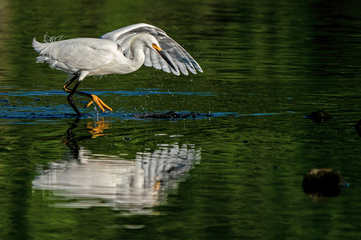 Snowy Egret fishing