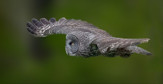 Great Gray Owl in flight