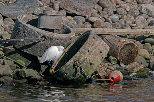Snowy Egret fishing from a trashy shore