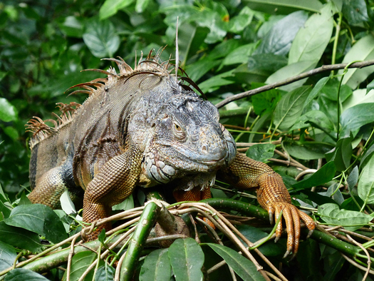 Iguana