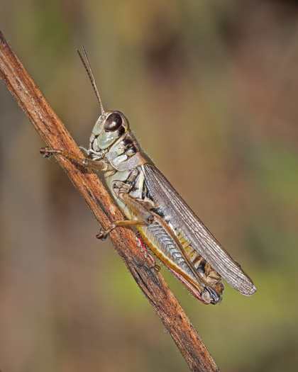 Red-legged Grasshopper