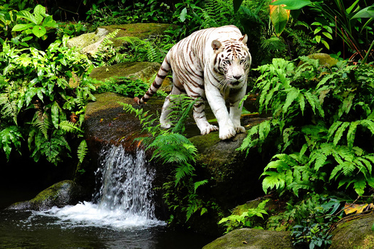 White tiger