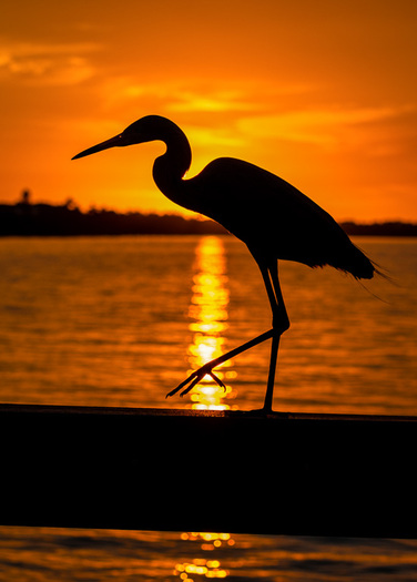 silhouette of wading bird