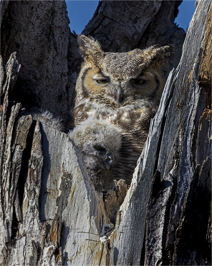 Great-horned Owl and Chick