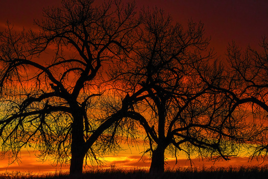 silhouette of trees