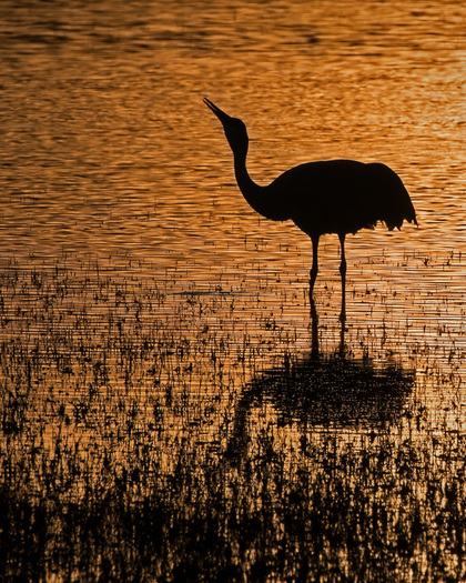 silhouette of sandhill crane
