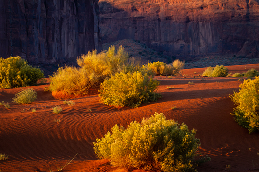 Red sand dotted with bushes