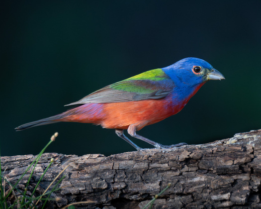 Male Painted Bunting