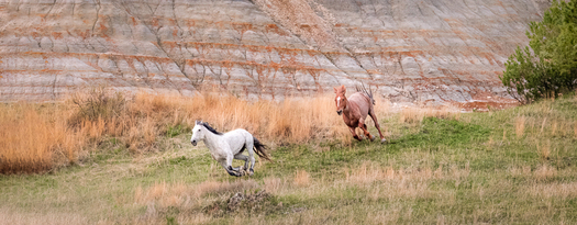 two running horses