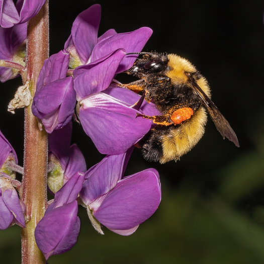 bumble bee on lupine blossom