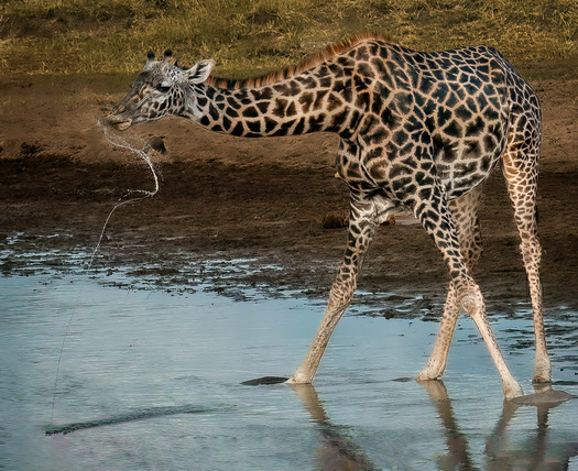 drooling giraffe standing in water