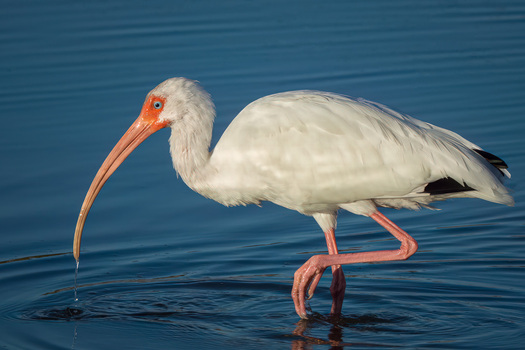 white ibis