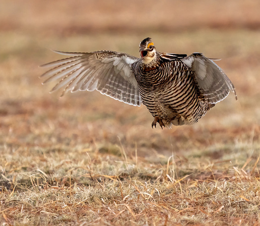 attacking male greater prairie-chicken