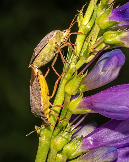 mating stink bugs