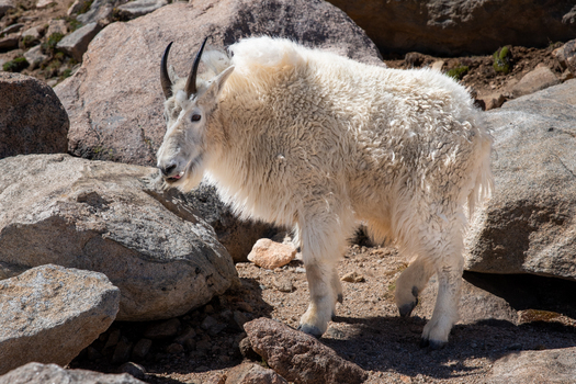 mountain goat and boulders