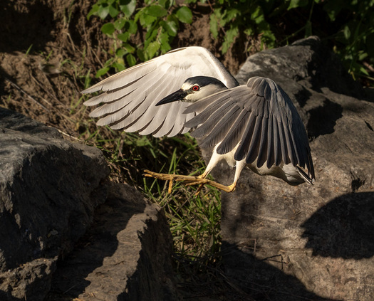leaping black-crowned night heron 