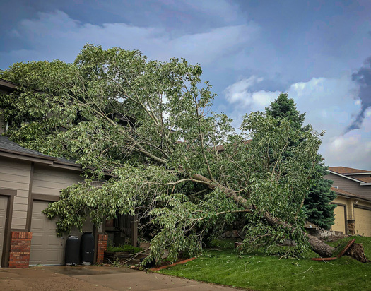 uprooted tree leaning against a house