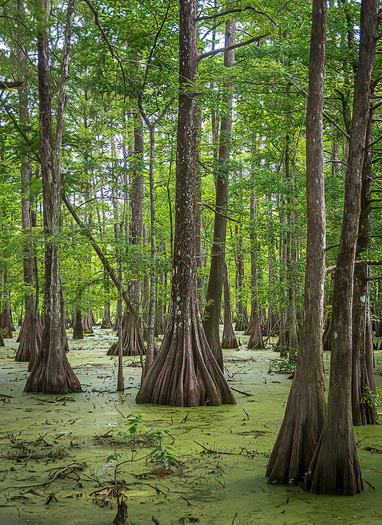 tall trees growing out of a swamp