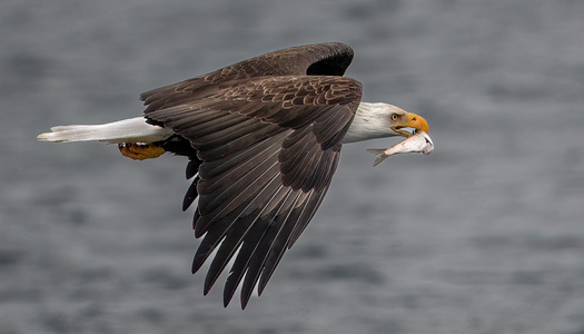 bald eagle with a fish