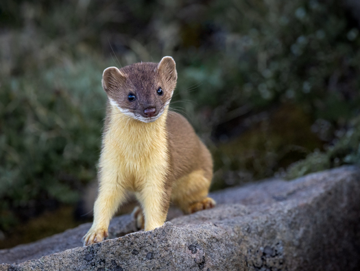 weasel on a rock