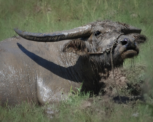 muddy water buffalo