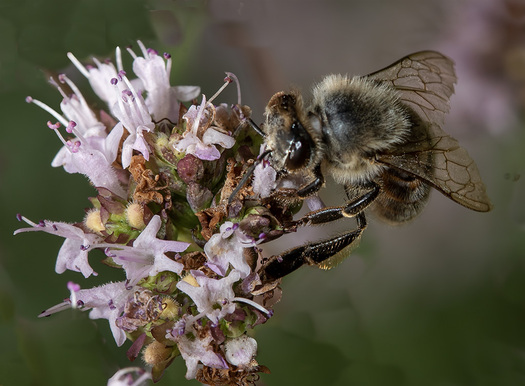 bee on flower