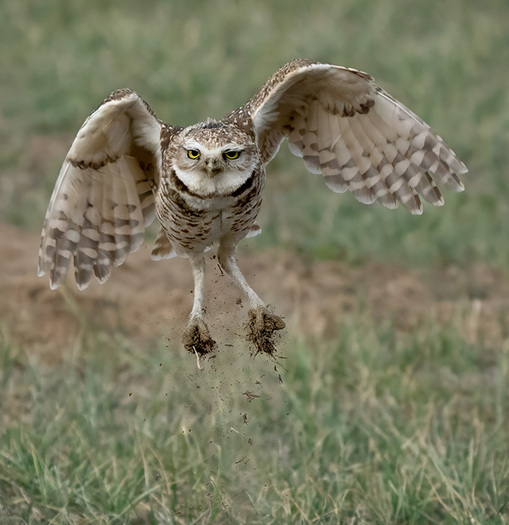 flying burrowing owl carrying lumps of turf