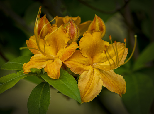 yellow flower