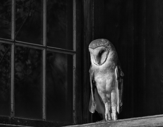 Barn Owl