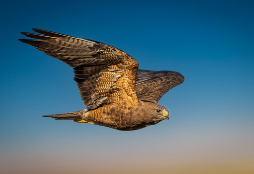 Swainson's Hawk in Flight