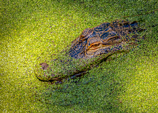 Alligator