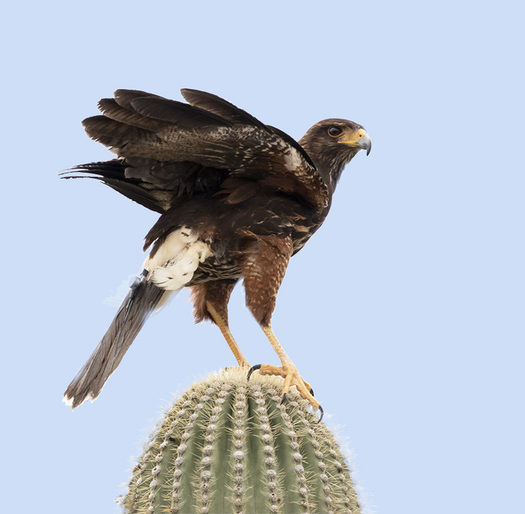Harris Hawk