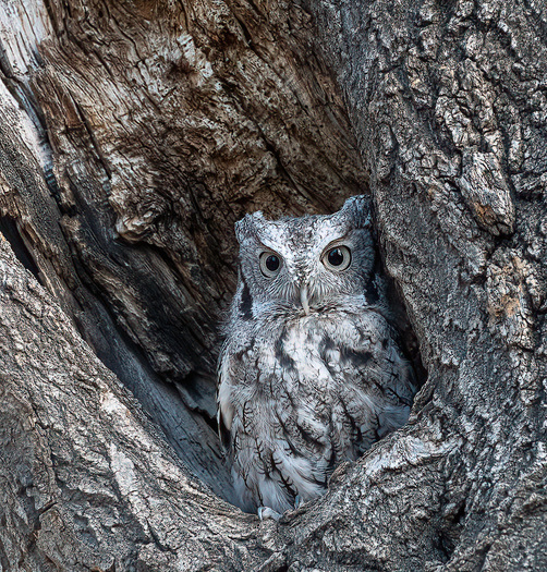 Eastern Screech Owl