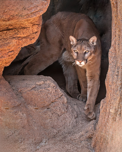 Puma