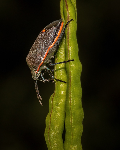 Bug on Seed Pod