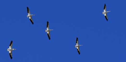 Four flying Ameican pelicans