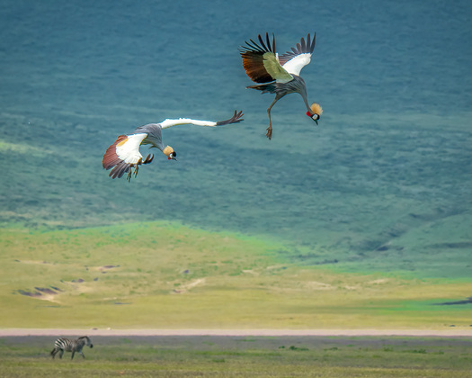 Crowned cranes about to land